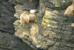 PICTURES/Castle of Old Wick/t_P1300710.JPG